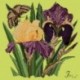 Elizabeth Bradley, Botanical Garden, IRIS - 16x16 pollici Elizabeth Bradley - 8