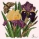 Elizabeth Bradley, Botanical Garden, IRIS - 16x16 pollici Elizabeth Bradley - 12