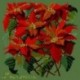 Elizabeth Bradley, Botanical Garden, POINSETTIA - 16x16 pollici Elizabeth Bradley - 6