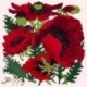 Elizabeth Bradley, Botanical Garden, RED POPPY - 16x16 pollici Elizabeth Bradley - 12