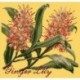 Elizabeth Bradley, Exotics, GINGER LILY - 16x16 pollici Elizabeth Bradley - 11