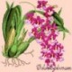 Elizabeth Bradley, Exotics, ODONTOGLOSSUM - 16x16 pollici Elizabeth Bradley - 3