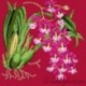 Elizabeth Bradley, Exotics, ODONTOGLOSSUM - 16x16 pollici Elizabeth Bradley - 4