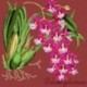 Elizabeth Bradley, Exotics, ODONTOGLOSSUM - 16x16 pollici Elizabeth Bradley - 5