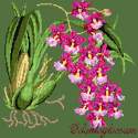 Elizabeth Bradley, Exotics, ODONTOGLOSSUM - 16x16 pollici Elizabeth Bradley - 6