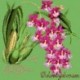 Elizabeth Bradley, Exotics, ODONTOGLOSSUM - 16x16 pollici Elizabeth Bradley - 7