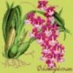 Elizabeth Bradley, Exotics, ODONTOGLOSSUM - 16x16 pollici Elizabeth Bradley - 8