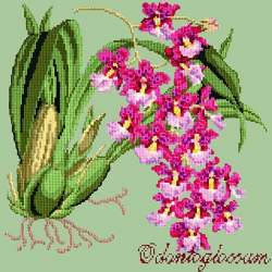 Elizabeth Bradley, Exotics, ODONTOGLOSSUM - 16x16 pollici Elizabeth Bradley - 9