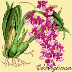 Elizabeth Bradley, Exotics, ODONTOGLOSSUM - 16x16 pollici Elizabeth Bradley - 10