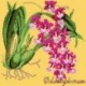 Elizabeth Bradley, Exotics, ODONTOGLOSSUM - 16x16 pollici Elizabeth Bradley - 11