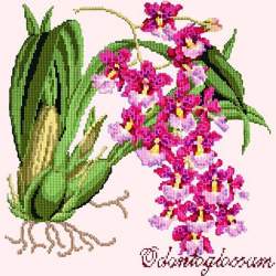 Elizabeth Bradley, Exotics, ODONTOGLOSSUM - 16x16 pollici Elizabeth Bradley - 12