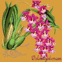 Elizabeth Bradley, Exotics, ODONTOGLOSSUM - 16x16 pollici Elizabeth Bradley - 13