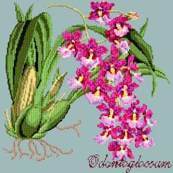 Elizabeth Bradley, Exotics, ODONTOGLOSSUM - 16x16 pollici Elizabeth Bradley - 14