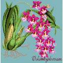 Elizabeth Bradley, Exotics, ODONTOGLOSSUM - 16x16 pollici Elizabeth Bradley - 15