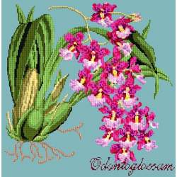 Elizabeth Bradley, Exotics, ODONTOGLOSSUM - 16x16 pollici Elizabeth Bradley - 15