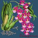 Elizabeth Bradley, Exotics, ODONTOGLOSSUM - 16x16 pollici Elizabeth Bradley - 16