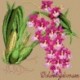 Elizabeth Bradley, Exotics, ODONTOGLOSSUM - 16x16 pollici Elizabeth Bradley - 17