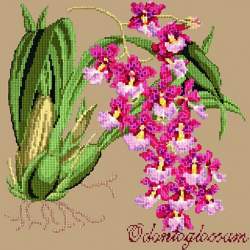 Elizabeth Bradley, Exotics, ODONTOGLOSSUM - 16x16 pollici Elizabeth Bradley - 17