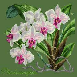 Elizabeth Bradley, Exotics, PHALAENOPSIS ORCHID - 16x16 pollici Elizabeth Bradley - 6