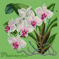 Elizabeth Bradley, Exotics, PHALAENOPSIS ORCHID - 16x16 pollici Elizabeth Bradley - 7