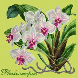 Elizabeth Bradley, Exotics, PHALAENOPSIS ORCHID - 16x16 pollici Elizabeth Bradley - 8