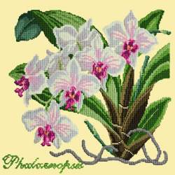 Elizabeth Bradley, Exotics, PHALAENOPSIS ORCHID - 16x16 pollici Elizabeth Bradley - 10