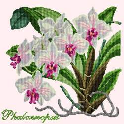 Elizabeth Bradley, Exotics, PHALAENOPSIS ORCHID - 16x16 pollici Elizabeth Bradley - 12