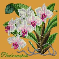 Elizabeth Bradley, Exotics, PHALAENOPSIS ORCHID - 16x16 pollici Elizabeth Bradley - 13