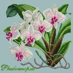 Elizabeth Bradley, Exotics, PHALAENOPSIS ORCHID - 16x16 pollici Elizabeth Bradley - 14