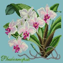 Elizabeth Bradley, Exotics, PHALAENOPSIS ORCHID - 16x16 pollici Elizabeth Bradley - 15