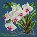 Elizabeth Bradley, Exotics, PHALAENOPSIS ORCHID - 16x16 pollici Elizabeth Bradley - 16