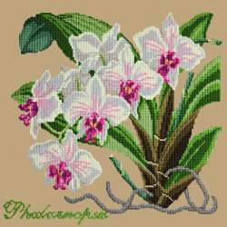 Elizabeth Bradley, Exotics, PHALAENOPSIS ORCHID - 16x16 pollici Elizabeth Bradley - 17