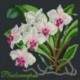 Elizabeth Bradley, Exotics, PHALAENOPSIS ORCHID - 16x16 pollici Elizabeth Bradley - 18