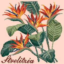 Elizabeth Bradley, Exotics, STRELITZIA - 16x16 pollici Elizabeth Bradley - 3