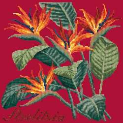 Elizabeth Bradley, Exotics, STRELITZIA - 16x16 pollici Elizabeth Bradley - 4