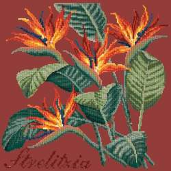 Elizabeth Bradley, Exotics, STRELITZIA - 16x16 pollici Elizabeth Bradley - 5