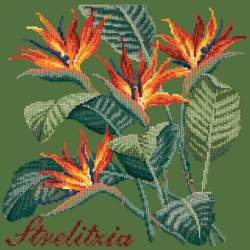 Elizabeth Bradley, Exotics, STRELITZIA - 16x16 pollici Elizabeth Bradley - 6