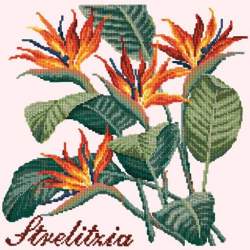 Elizabeth Bradley, Exotics, STRELITZIA - 16x16 pollici Elizabeth Bradley - 12