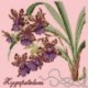 Elizabeth Bradley, Exotics, ZYGOPETALUM - 16x16 pollici Elizabeth Bradley - 2