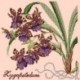 Elizabeth Bradley, Exotics, ZYGOPETALUM - 16x16 pollici Elizabeth Bradley - 3