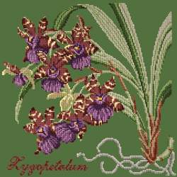 Elizabeth Bradley, Exotics, ZYGOPETALUM - 16x16 pollici Elizabeth Bradley - 6