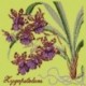 Elizabeth Bradley, Exotics, ZYGOPETALUM - 16x16 pollici Elizabeth Bradley - 8