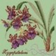 Elizabeth Bradley, Exotics, ZYGOPETALUM - 16x16 pollici Elizabeth Bradley - 9