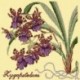 Elizabeth Bradley, Exotics, ZYGOPETALUM - 16x16 pollici Elizabeth Bradley - 10