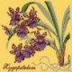 Elizabeth Bradley, Exotics, ZYGOPETALUM - 16x16 pollici Elizabeth Bradley - 11