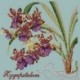 Elizabeth Bradley, Exotics, ZYGOPETALUM - 16x16 pollici Elizabeth Bradley - 14