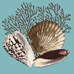 Elizabeth Bradley, Shells, FAN CORAL - 16x16 pollici Elizabeth Bradley - 3