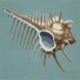 Elizabeth Bradley, Shells, MERMAIDS COMB - 16x16 pollici Elizabeth Bradley - 2