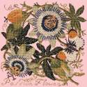 Elizabeth Bradley, Climbing Flower, PASSION FLOWER - 16x16 pollici Elizabeth Bradley - 2