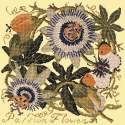 Elizabeth Bradley, Climbing Flower, PASSION FLOWER - 16x16 pollici Elizabeth Bradley - 10